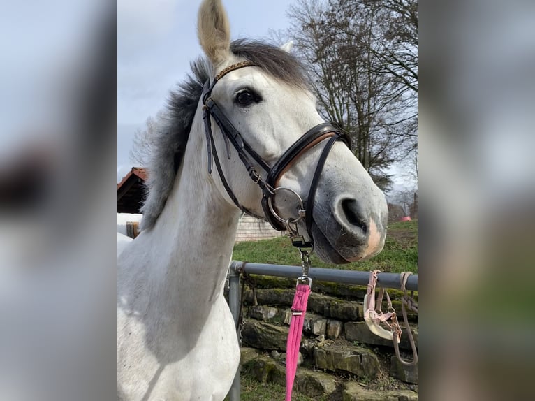 PRE Mare 8 years 15,2 hh Gray in Wernau