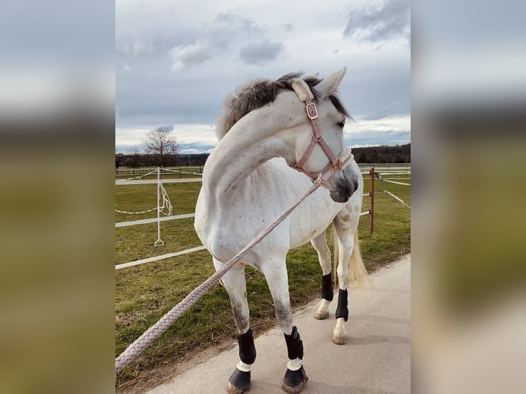 PRE Mare 8 years 15,2 hh Gray in Wernau