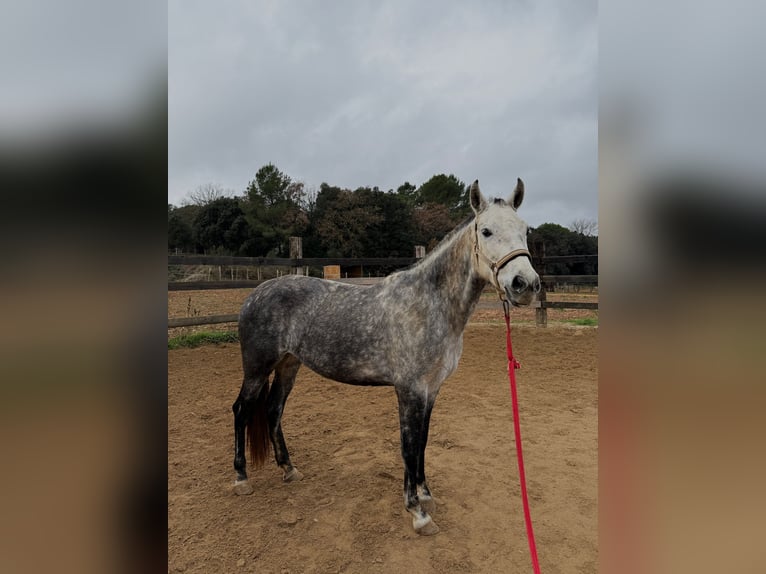 PRE Mix Mare 8 years 15.2 hh Grey in Pins, Els (Banyoles)