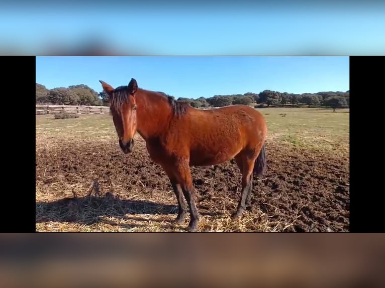 PRE Mix Mare 8 years 15,3 hh Brown in Galaroza (Huelva)