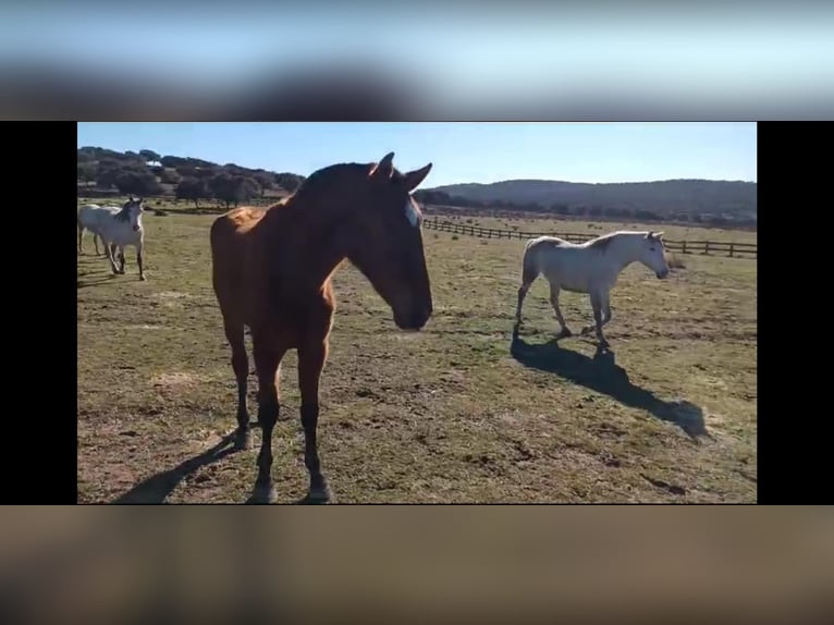 PRE Mix Mare 8 years 15,3 hh Brown in Galaroza (Huelva)