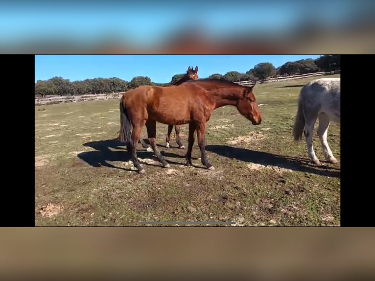 PRE Mix Mare 8 years 15,3 hh Brown in Galaroza (Huelva)