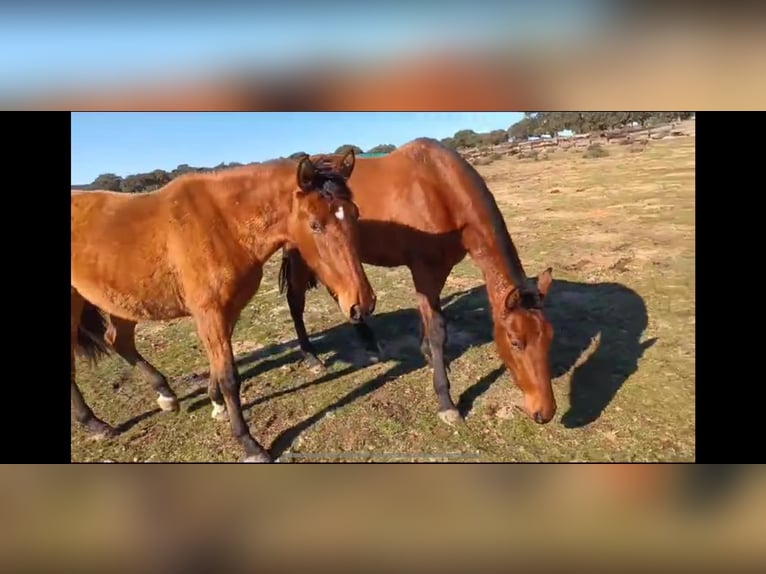 PRE Mix Mare 8 years 15,3 hh Brown in Galaroza (Huelva)