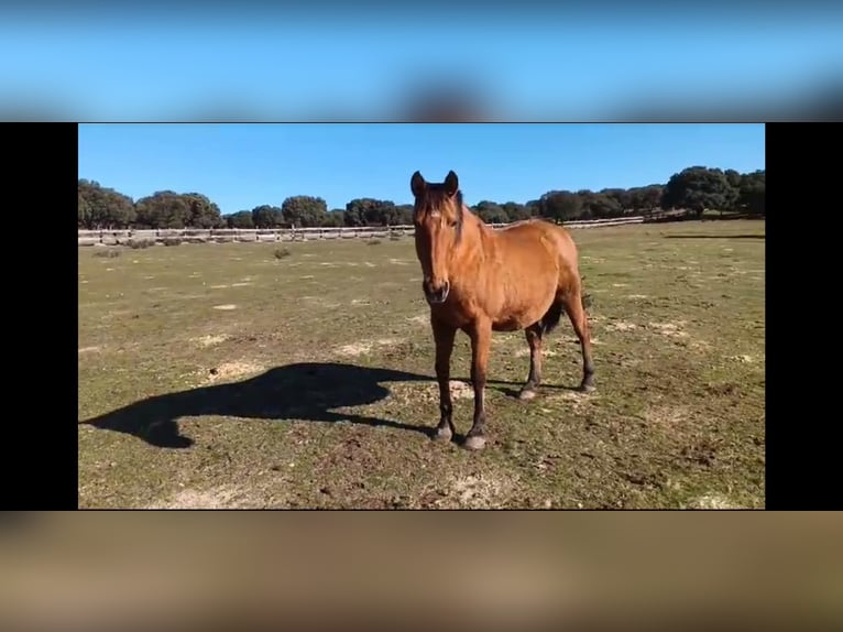 PRE Mix Mare 8 years 15,3 hh Brown in Galaroza (Huelva)