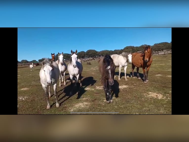 PRE Mix Mare 8 years 15,3 hh Brown in Galaroza (Huelva)