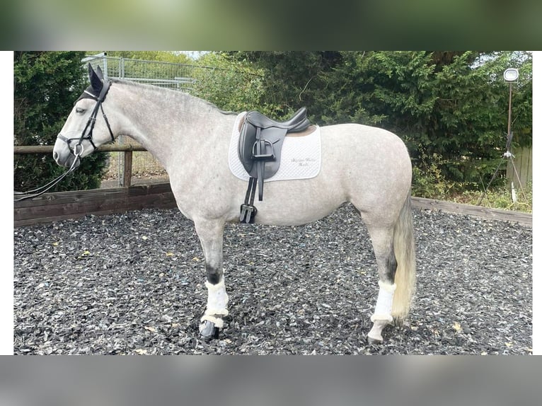 PRE Mix Mare 8 years 15,3 hh Gray in NAVAS DEL MADRONO