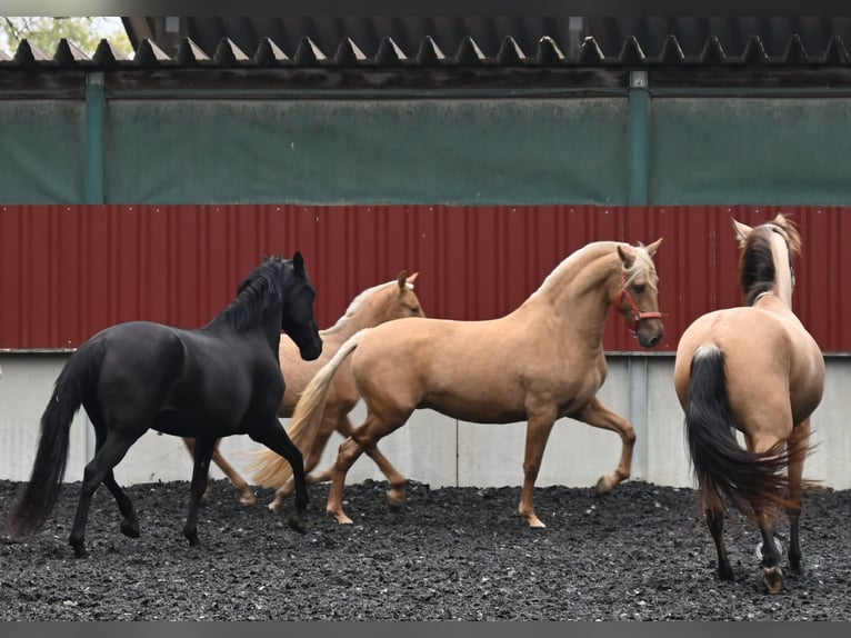 PRE Mix Mare 8 years 15.3 hh Perlino in Klettgau