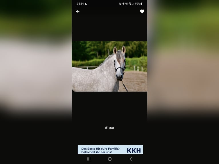 PRE Mix Mare 8 years 15,1 hh Can be white in M&#xFC;nster