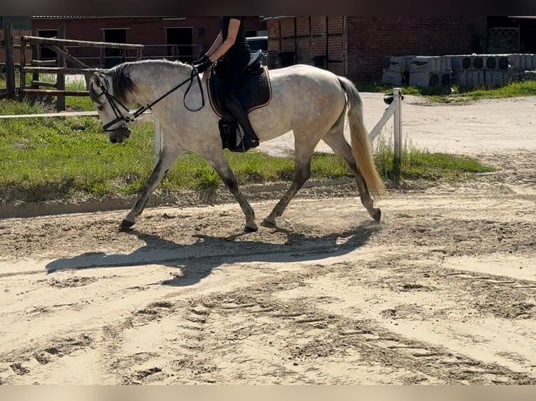 PRE Mix Mare 8 years 15,1 hh Can be white in M&#xFC;nster