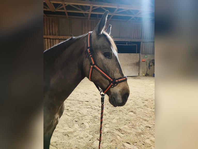 PRE Mix Mare 8 years 15,2 hh Dun in Hohenbrunn