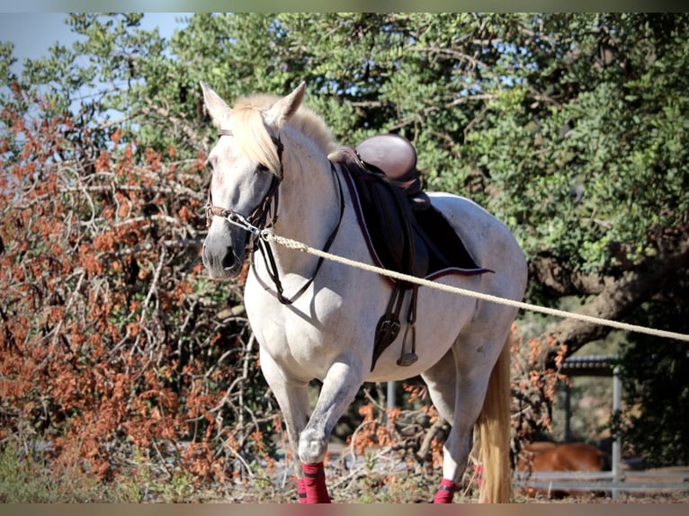 PRE Mix Mare 8 years 15,2 hh Grey in Valencia