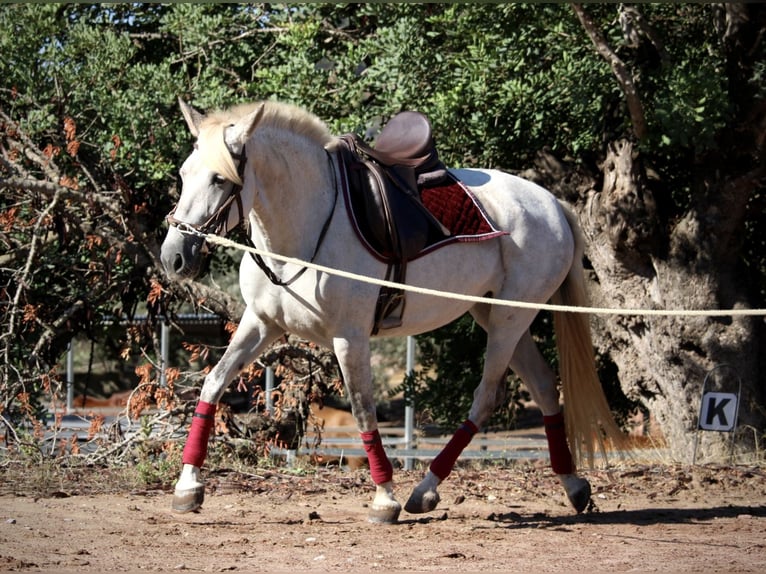 PRE Mix Mare 8 years 15,2 hh Grey in Valencia