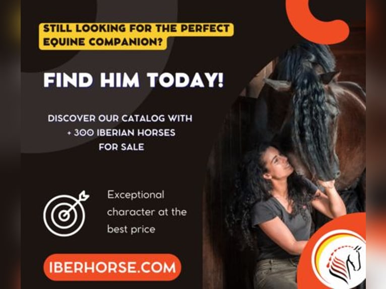 PRE Mix Mare 8 years 15,2 hh Overo-all-colors in Alicante