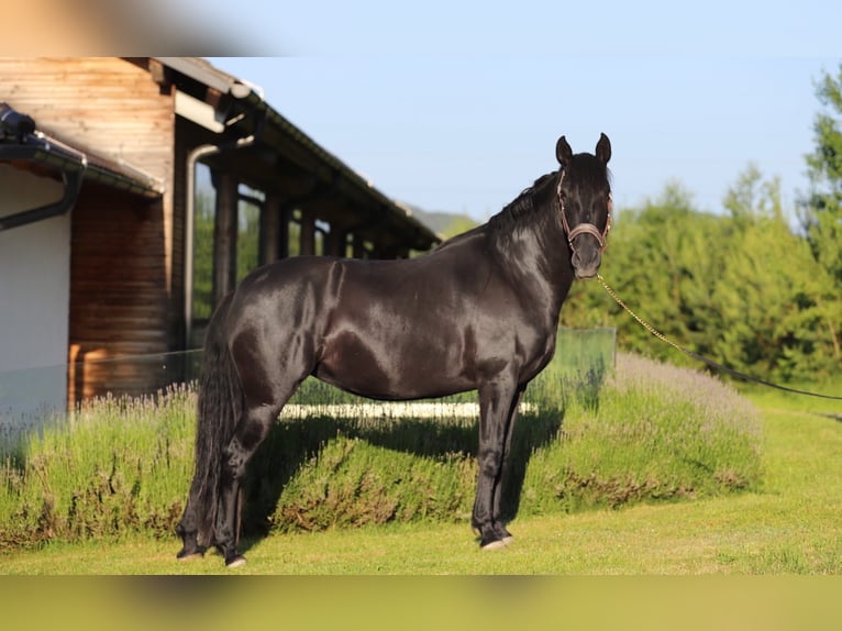 PRE Mare 8 years 15,3 hh Black in Kefermarkt
