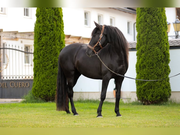 PRE Mare 8 years 15,3 hh Black in Kefermarkt