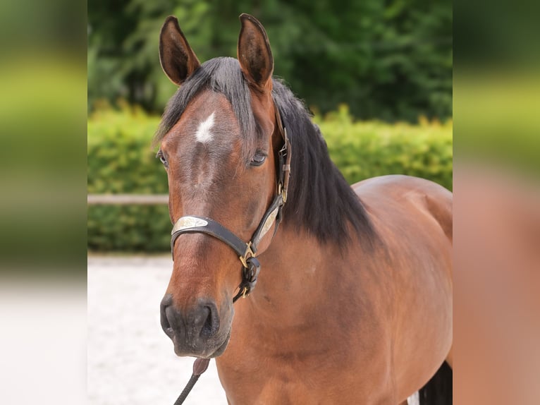PRE Mix Mare 8 years 15,3 hh Brown in Neustadt (Wied)