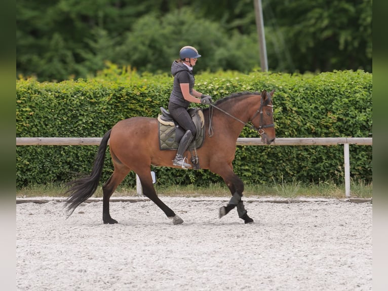 PRE Mix Mare 8 years 15,3 hh Brown in Neustadt (Wied)