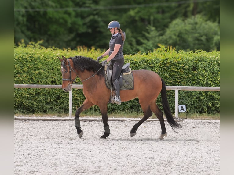 PRE Mix Mare 8 years 15,3 hh Brown in Neustadt (Wied)