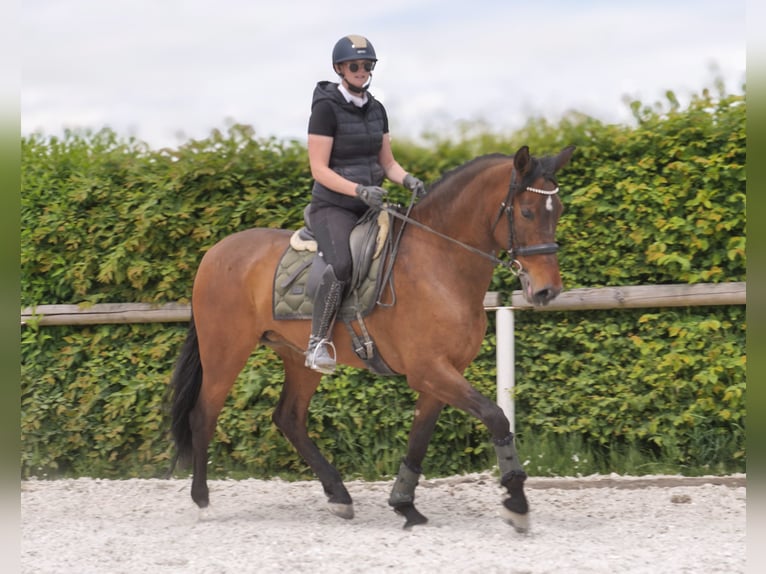 PRE Mix Mare 8 years 15,3 hh Brown in Neustadt (Wied)