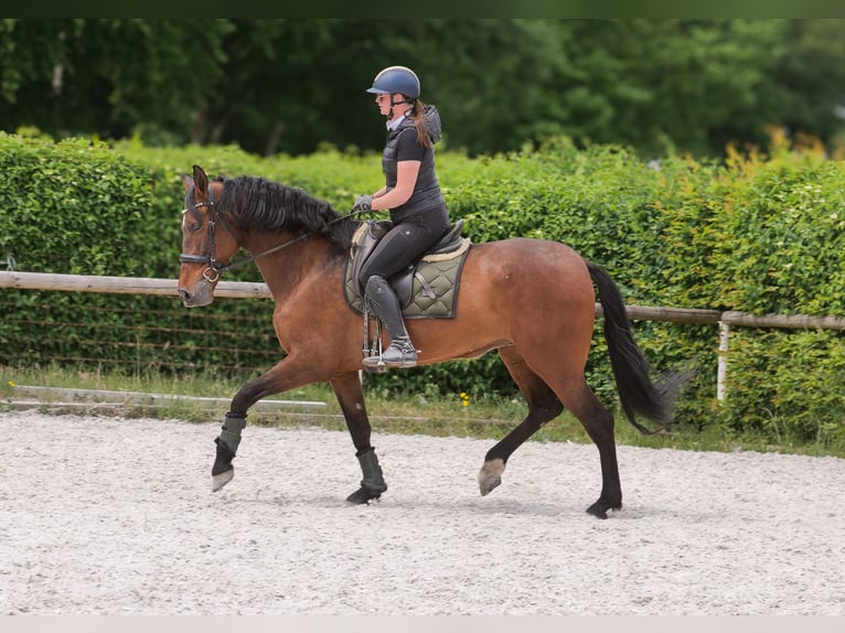 PRE Mix Mare 8 years 15,3 hh Brown in Neustadt (Wied)