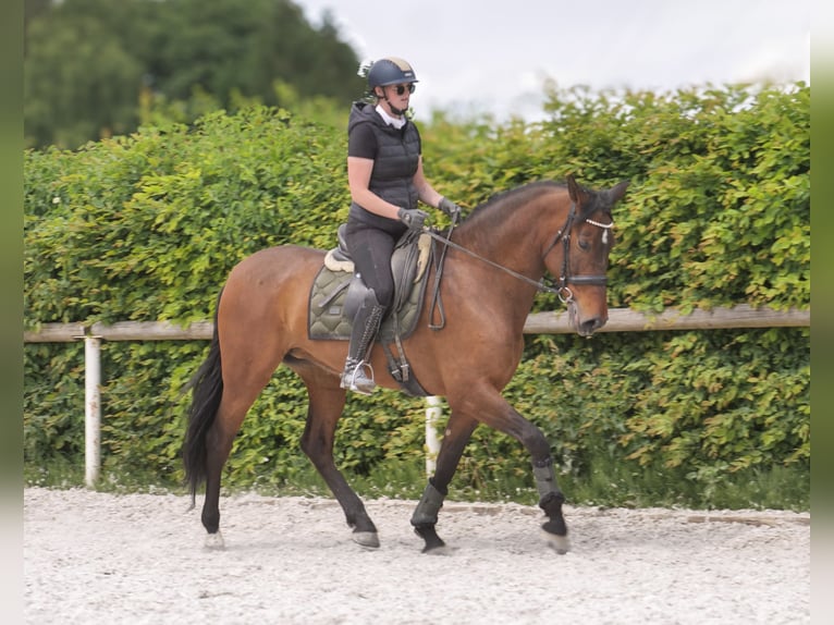 PRE Mix Mare 8 years 15,3 hh Brown in Neustadt (Wied)