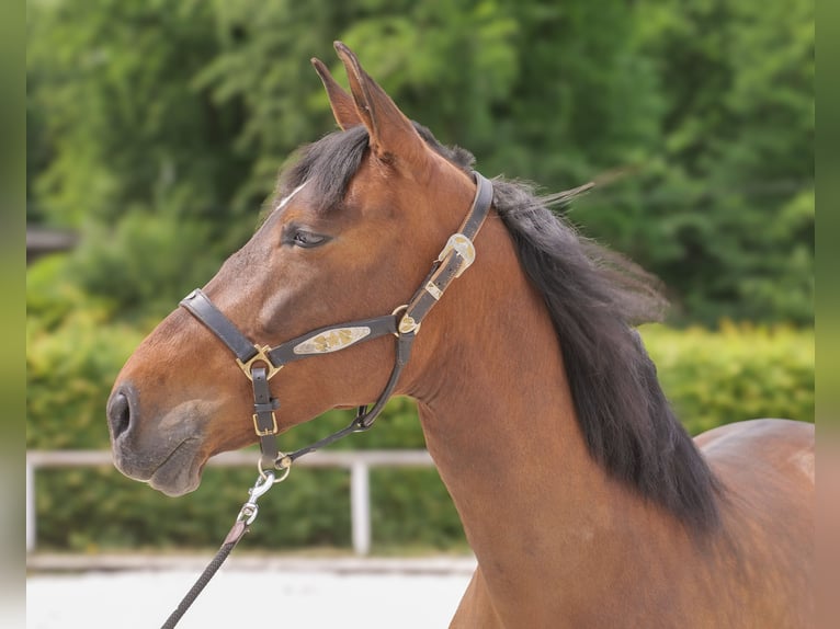 PRE Mix Mare 8 years 15,3 hh Brown in Neustadt (Wied)