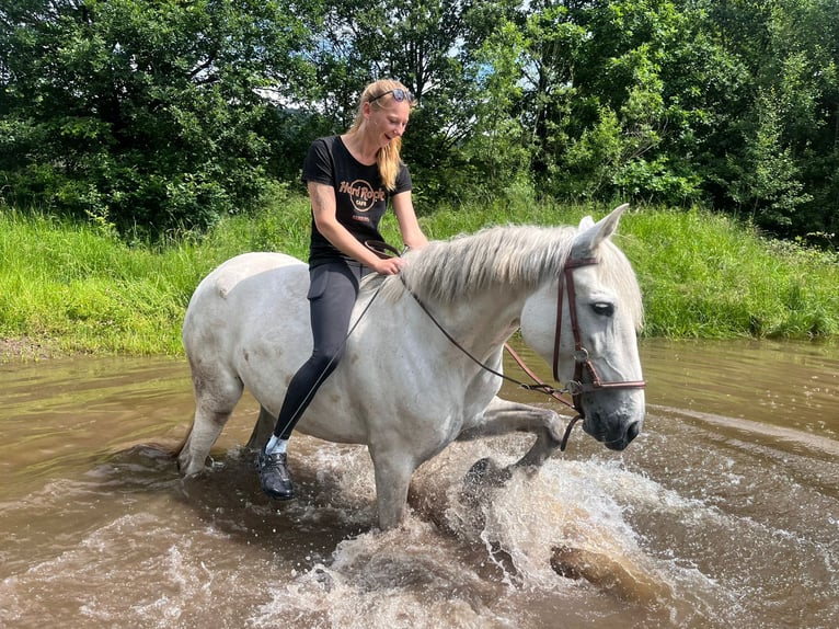 PRE Mare 8 years 15,3 hh Grey-Fleabitten in Waffenbrunn