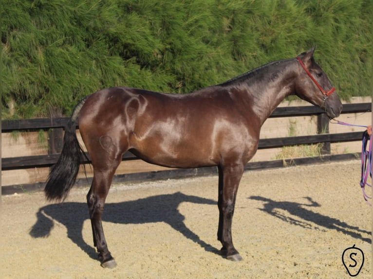 PRE Mare 8 years 16.1 hh Black in Almonte