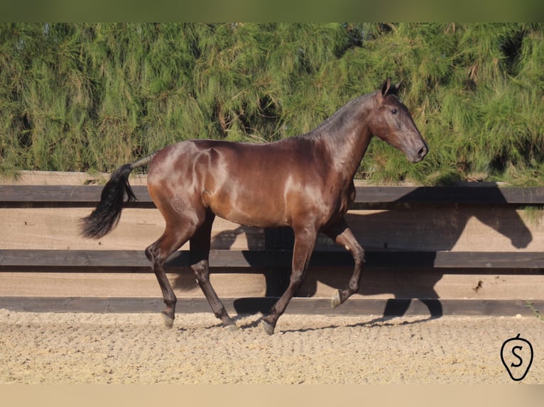 PRE Mare 8 years 16.1 hh Black in Almonte