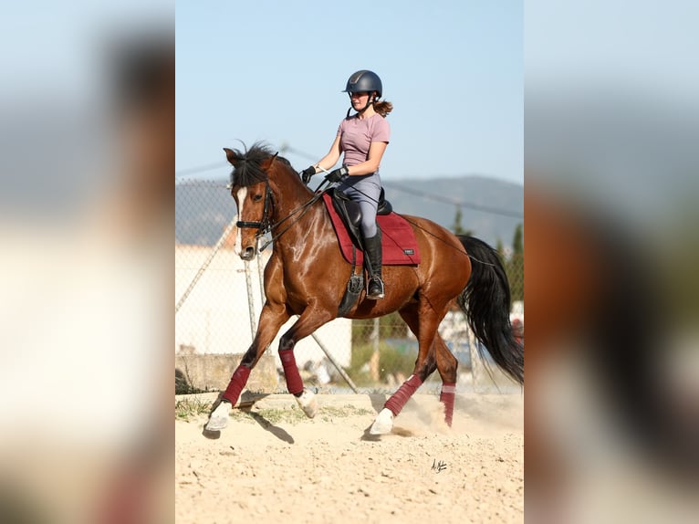 PRE Mix Mare 8 years 16.1 hh Brown in Sangonera la Seca