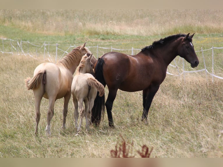 PRE Mix Mare 8 years 16.1 hh Pearl in Kirn
