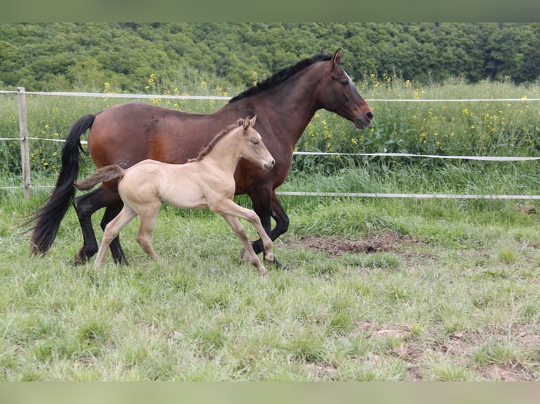 PRE Mix Mare 8 years 16.1 hh Pearl in Kirn