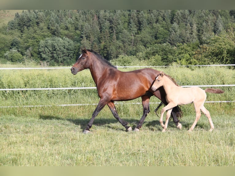 PRE Mix Mare 8 years 16.1 hh Pearl in Kirn
