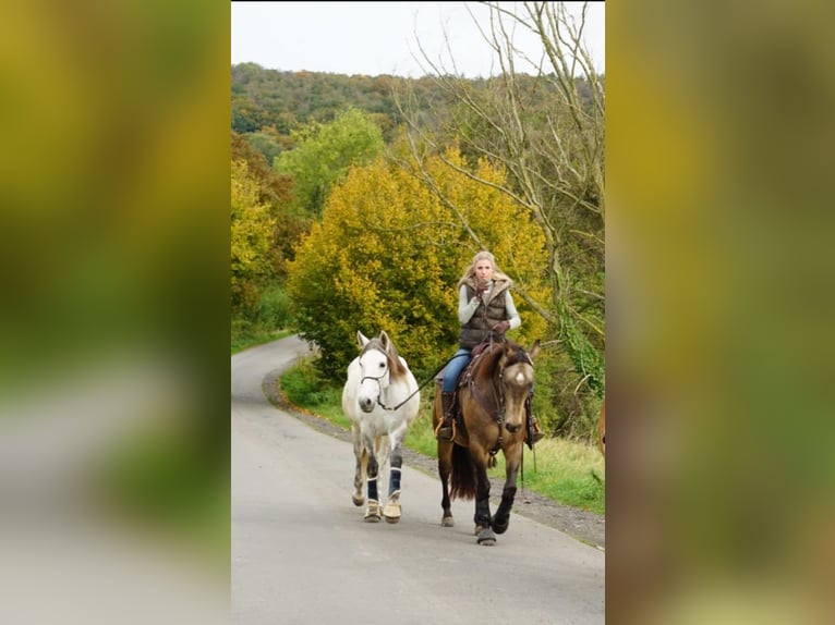 PRE Mix Mare 8 years 16.2 hh Grey in Aachen