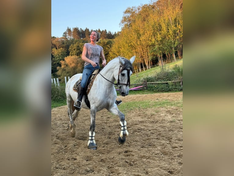 PRE Mix Mare 8 years 16.2 hh Grey in Aachen