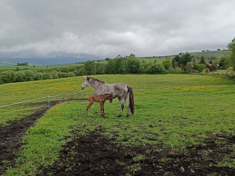 PRE Mare 8 years 16 hh in Oviedo