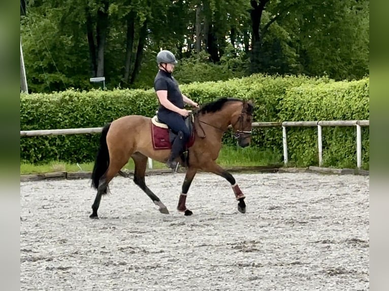 PRE Mare 8 years 16 hh Brown in Neustadt (Wied)