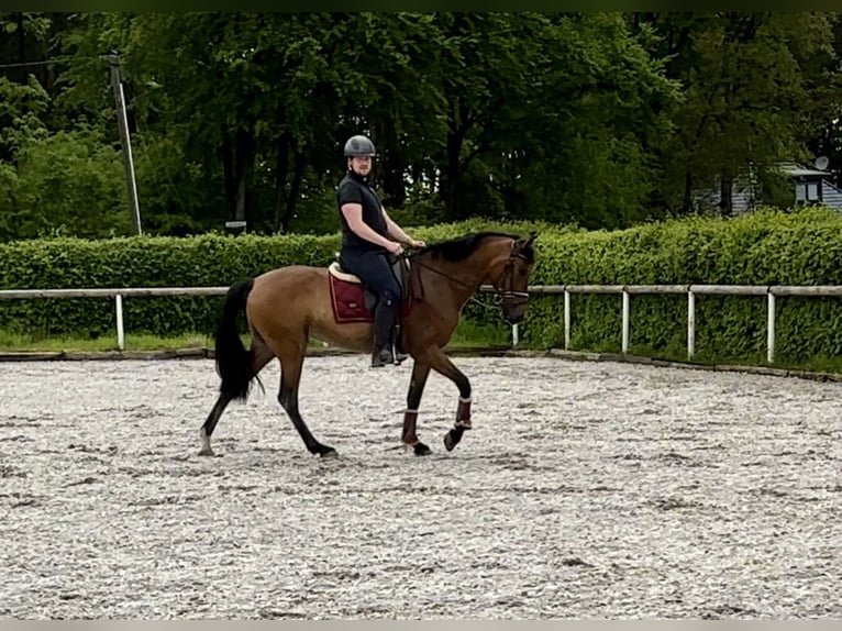 PRE Mare 8 years 16 hh Brown in Neustadt (Wied)