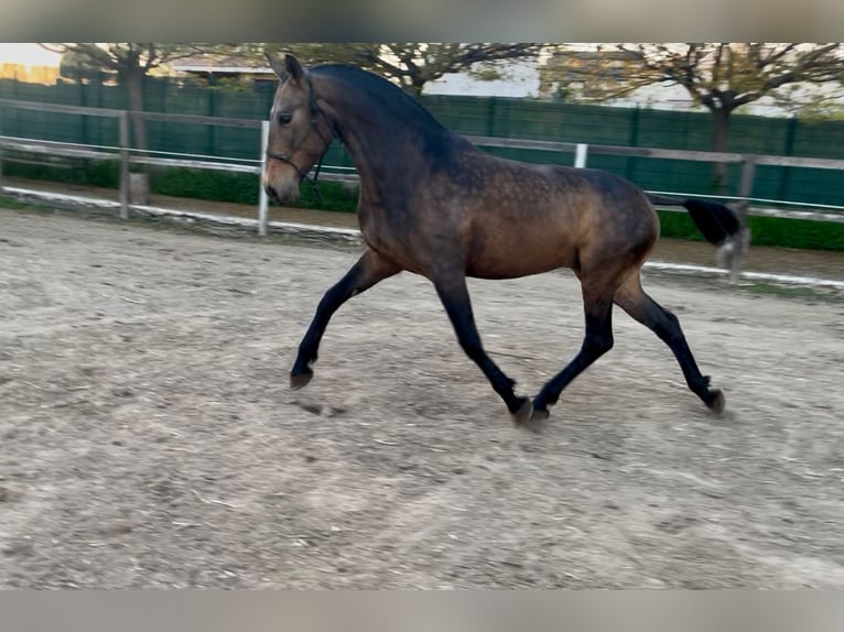 PRE Mix Mare 8 years 16 hh Dun in Espinar, De El (Estacion)