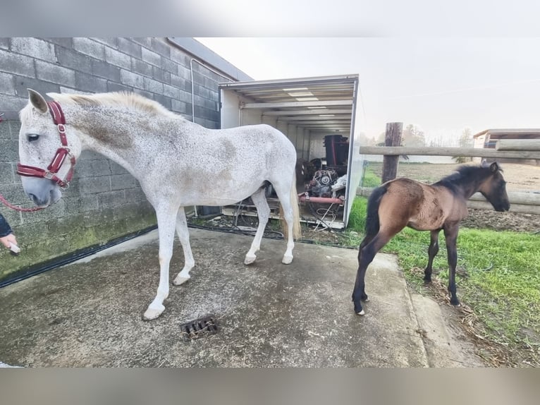 PRE Mix Mare 8 years 16 hh Gray in Villanova Canavese