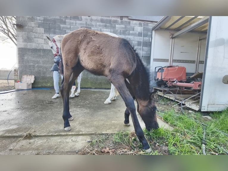 PRE Mix Mare 8 years 16 hh Gray in Villanova Canavese