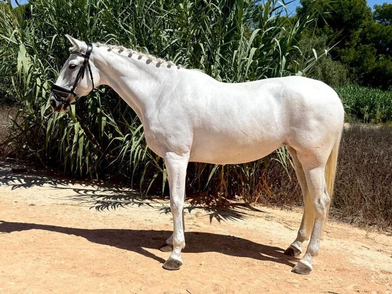 PRE Mix Mare 8 years 16 hh Grey in Navas Del Madro&#xF1;o