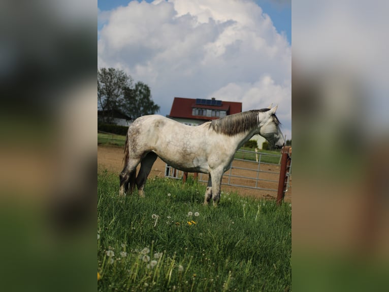 PRE Mix Mare 8 years 16 hh Grey-Fleabitten in Tännesberg