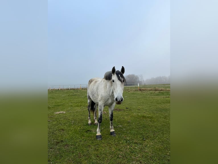 PRE Mix Mare 8 years 16 hh Grey-Fleabitten in Tännesberg