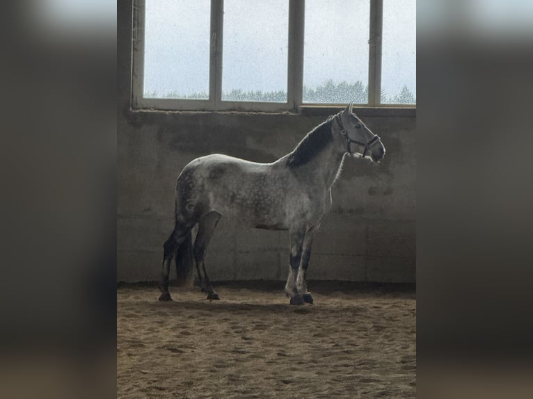 PRE Mix Mare 8 years 16 hh Grey-Fleabitten in Tännesberg