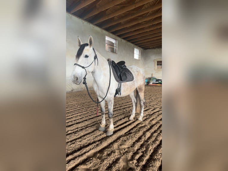 PRE Mix Mare 8 years 16 hh Grey-Fleabitten in Tännesberg