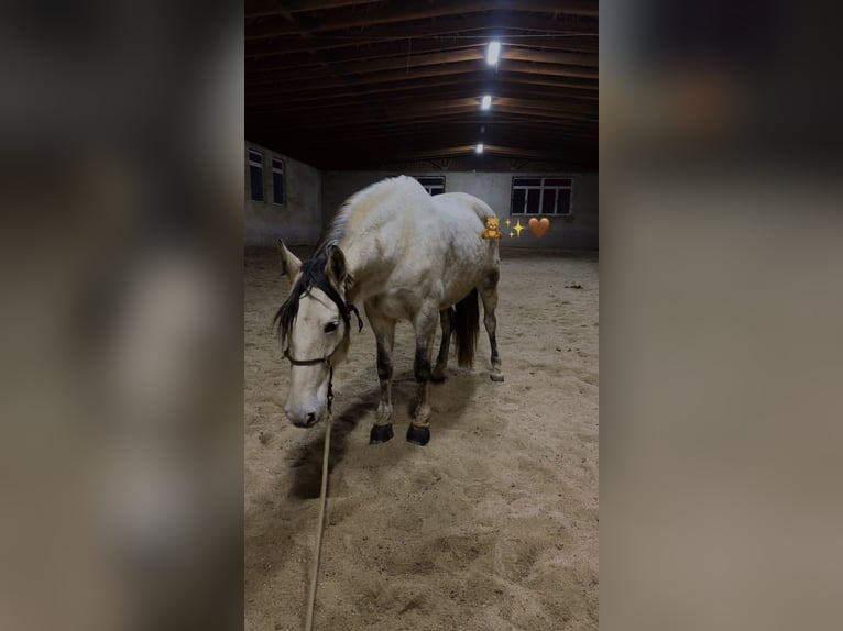 PRE Mix Mare 8 years 16 hh Grey-Fleabitten in Tännesberg