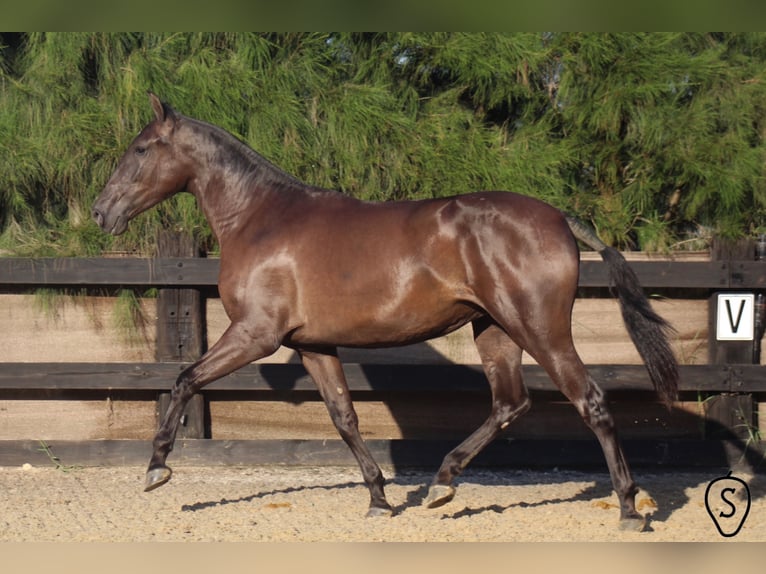 PRE Mare 8 years 16,1 hh Black in Almonte