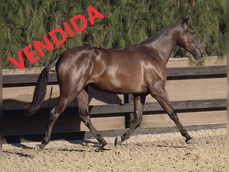 PRE Mare 8 years 16,1 hh Black in Almonte