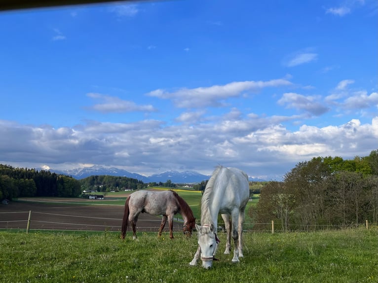 PRE Mix Mare 8 years 17 hh Grey in Rötz